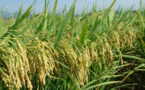农业部到舒兰调研水稻标准化生产情况